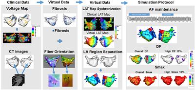 Spatial Changes in the Atrial Fibrillation Wave-Dynamics After Using Antiarrhythmic Drugs: A Computational Modeling Study